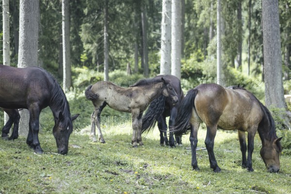 Horses (equus caballus), Rauris, Pinzgau, Austria