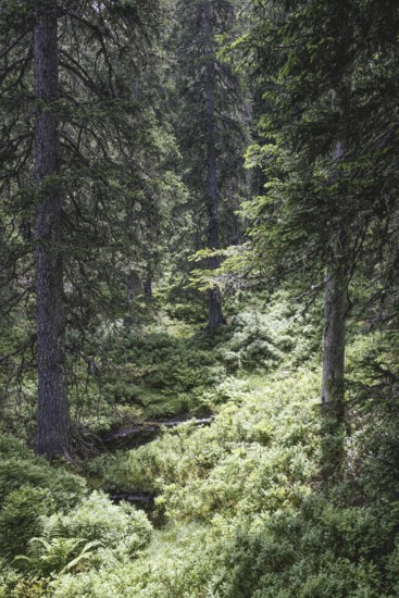 Fern ground (Polypodiopsida), Rauris primeval forest, Kolm Saigurn, Pinzgau, Salzburg, Austria