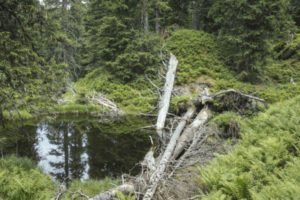 Deadwood and blackwater pond, Rauris primeval forest, Kolm Saigurn, Pinzgau, Salzburg, Austria