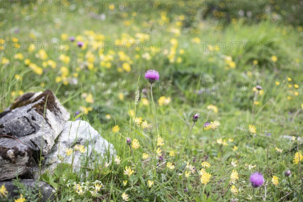 Alpine meadow, Seidlwinkl valley, Rauris, Pinzgau, Salzburg, Austria