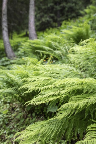 Fern (Polypodiopsida), Seidlwinkl Valley, Rauris, Pinzgau, Salzburg, Austria