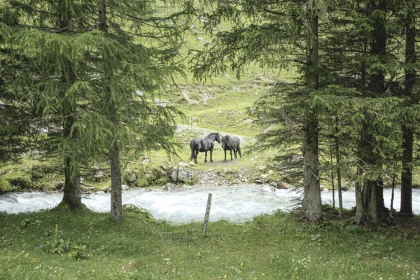 Horses (equus caballus), Seidlwinkl valley, Rauris, Pinzgau, Salzburg, Austria