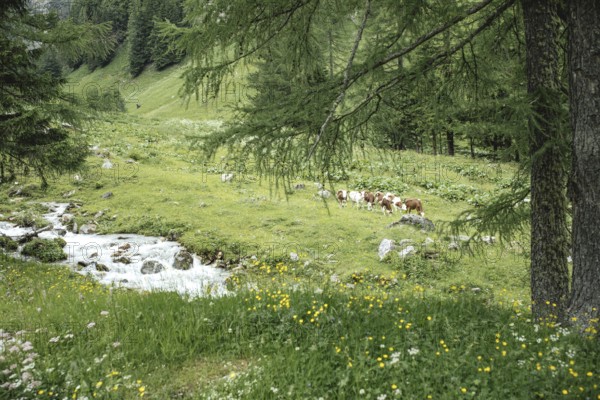 Cows (Bovidae), Seidlwinkl Valley, Rauris, Pinzgau, Salzburg, Austria