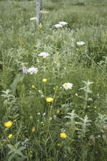 Alpine meadow, Seidlwinkl valley, Rauris, Pinzgau, Salzburg, Austria