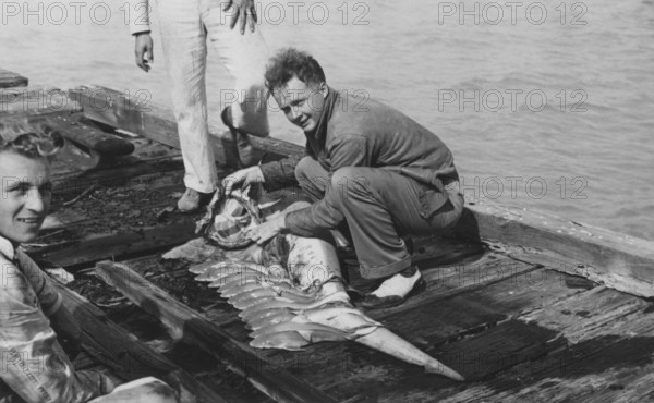 Sport fishing, sport fishermen, fishermen posing with catch, blue shark (Carcharhinus glaucus), pregnant female with many young, cruel, removal of shark bite. ca. 1950