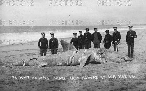 Basking shark (Cetorhinus maximus), soldiers posing on the beach next to the big shark, 1910, California USA