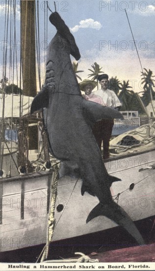 Fisherman posing with catch, proud, Great hammerhead (Sphyrna mokarran), ca. 1910, Florida