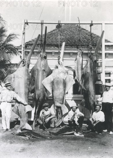 Sport fishing, sport fishermen, fishermen posing with catch, including the Common eagle ray (Pristis pristis), spotted eagle ray and a tarpon. ca. 1920, Miami, Florida, USA