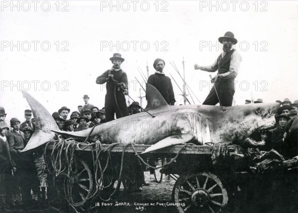Great white shark (Carcharodon carcharias), onlookers pose with the shark, which is laid out on a cart. Port Chalmers, New Zealand, ca. 1900