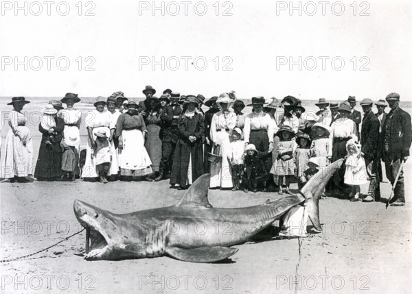 Great white shark (Carcharodon carcharias) caught in Adelaide, Australia Adelaide, 1915. Onlookers pose with the shark on the beach