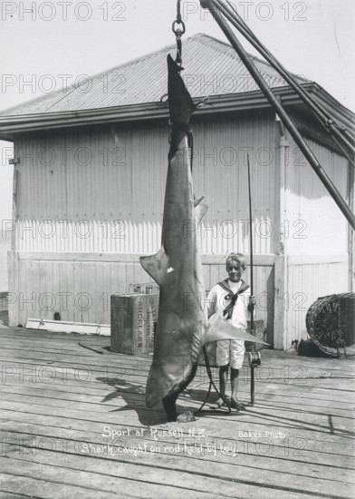 Sport fishing, sport fisherman, boy posing with tiger shark (Galeocerdo cuvier), ca.1920, New Zealand