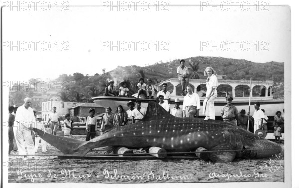 Whale shark (Rhincodon typus), approx. 6 metres long, onlookers pose next to the shark. The picture clearly shows the relationship between humans and the animal, which is characterised by superiority over the shark. Acapulco de Juárez, Mexico, 1925