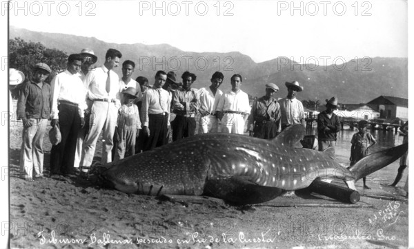Whale shark (Rhincodon typus), approx. 6 metres long, onlookers pose next to the shark. Acapulco de Juárez, Mexico, 1925