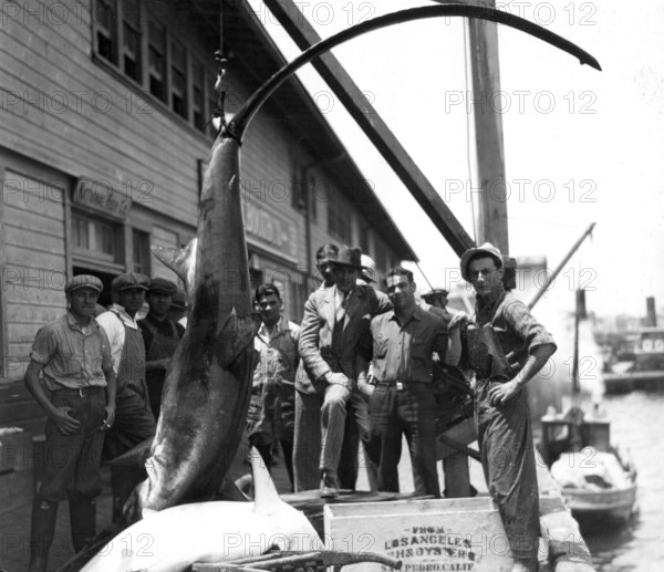 Common thresher (Alopias vulpinus), fishermen and onlookers pose with the shark in the harbour. Caught at San Petro near Los Angeles, 1927