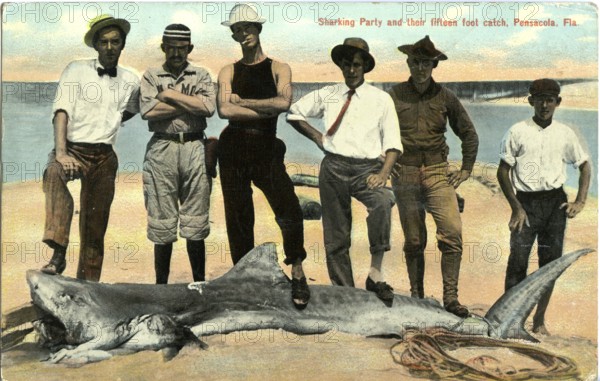 Tiger shark (Galeocerdo cuvier), onlookers pose next to the shark. The picture clearly shows the relationship between humans and the animal, which is characterised by superiority over the shark. 1900s, picture title: Shark party, Pensacola, Florida, USA