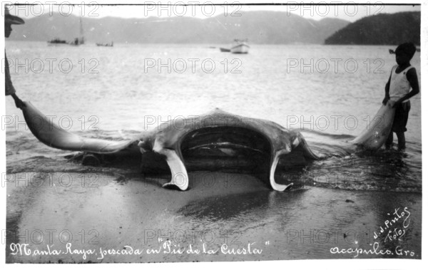 Giant manta ray (Mobula birostris) caught in Acapulco de Juárez, Mexico, 1925