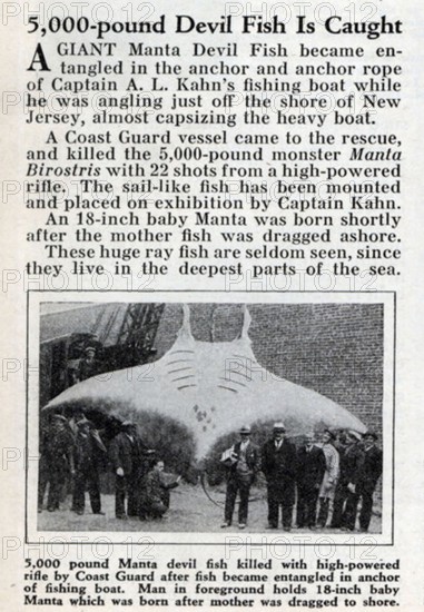Newspaper report, article, harbour, fishing, onlookers standing in front of a giant manta ray (Mobula birostris), about 7 metres wide, weighing over 2500 kg, USA, ca. 1920