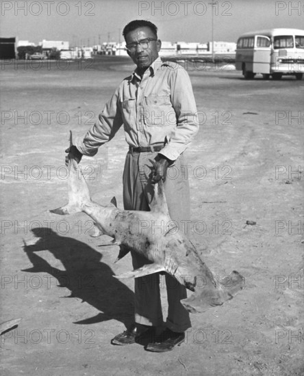 Man with a small hammerhead shark on the beach. Presumably a small scalloped hammerhead shark (Sphyrna lewini) . Ca. 1930s