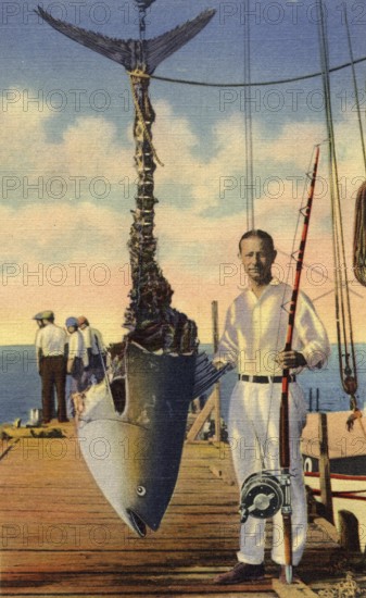 Sport fishing, sport fisherman, angler, Atlantic bluefin tuna (Thunnus thynnus) caught between Miami and the Bahamas. Almost completely eaten by the tiger shark (Galeocerdo cuvier) during transport. ca. 1920s