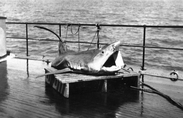 Sailors with a captured shark, presumably a tiger shark (Galeocerdo cuvier) . 1930s, location unknown