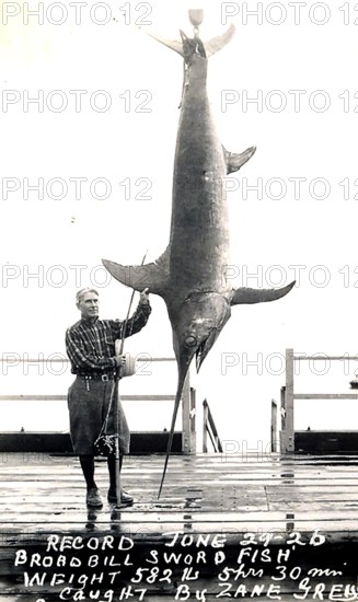 Swordfish (Xiphias gladius), caught by Zane Grey on 29 June 1926, 291 kg, USA
