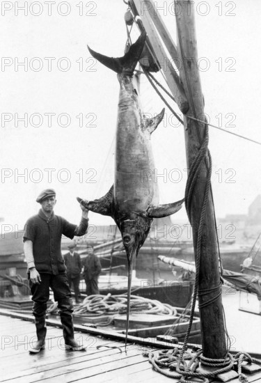 Swordfish (Xiphias gladius), ca. 1920s, Sicily, Italy