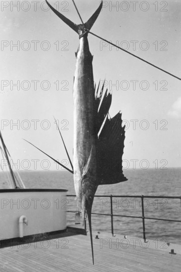 Sport fisherman, fanfish (Istiophorus platypterus) on a boat, ca. 1920s