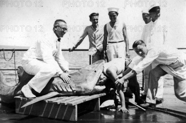 Sailors with a captured shark, presumably a tiger shark (Galeocerdo cuvier) . Man puts his head into the shark's mouth. 1930s, location unknown