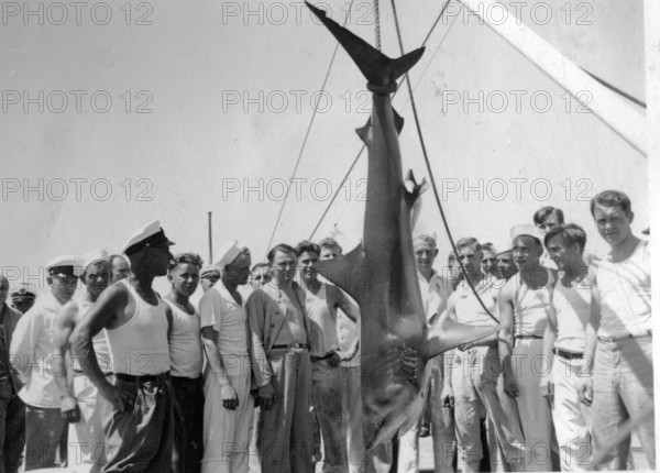 Sailors with a captured shark, possibly a Galapagos shark. 1930s, location unknown