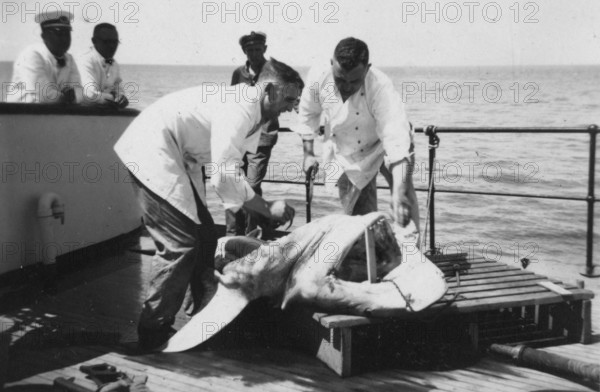 Sailors with a captured shark, presumably a tiger shark (Galeocerdo cuvier) . 1930s, location unknown