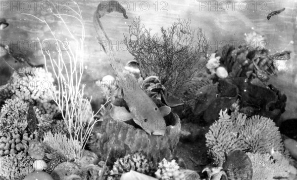 Museum installation, ca. 1920s, coral reef with various corals such as Acropora species and vase sponge. On display is a stuffed zebra shark (Stegostoma tigrinum), location unknown