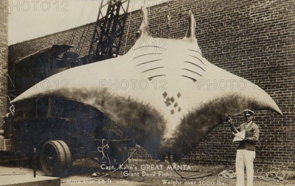 Harbour, fishing, fisherman standing in front of a giant manta ray (Mobula birostris), about 7 metres wide, weighing over 2500 kg, USA, ca. 1920