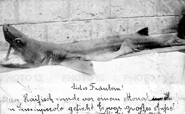 Shark with a letter to a young lady. Presumably a blue shark (Carcharhinus glaucusi, ca. 1930s, location unknown