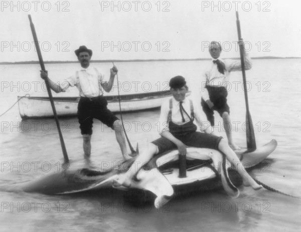 Fishermen posing with catch, reef manta (Mobula alfredi), California, ca. 1920s