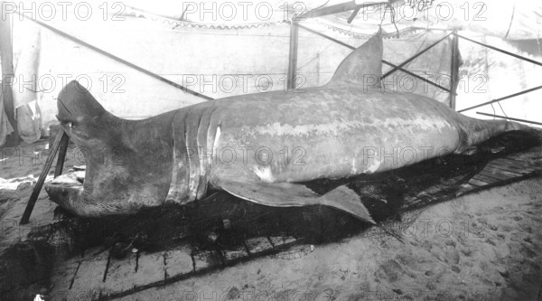 Basking shark (Cetorhinus maximus), England ca. 1920