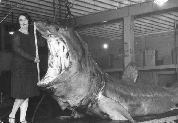 Woman posing with basking shark (Cetorhinus maximus), mouth being measured. USA 1920s