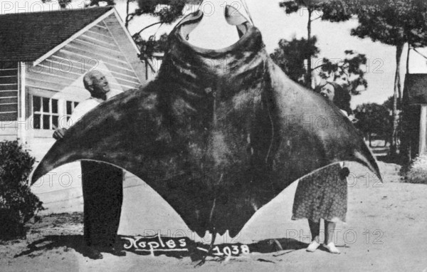 Couple posing with catch, reef manta (Mobula alfredi), Naples, California, ca. 1938 years