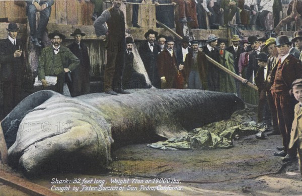 Basking shark (Cetorhinus maximus), about 10 metres long and weighing 7 tonnes, caught in San Petro, California, ca. 1900