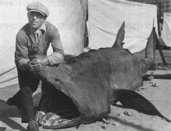 Man posing with basking shark (Cetorhinus maximus) and holding its mouth open. USA ca. 1920s