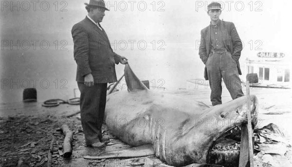 Two men posing with a shark. Great white shark (Carcharodon carcharias), ca. 1905, California USA