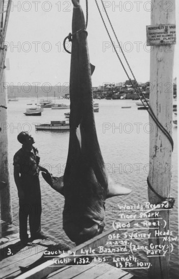 World record, fisherman Lyle Bazard with large tiger shark (Galeocerdo cuvier), weighing almost 700 kg, approx. 4 metres long, 1930s, Sydney Australia