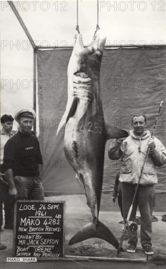 British record, fisherman Jack Sefton with large shortfin mako (Isurus oxyrinchus) 214 kg 26 Sept. 1961, England, Great Britain