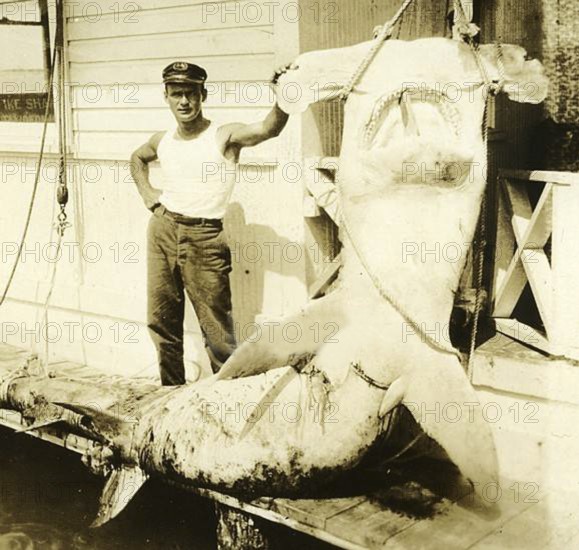 Fisherman posing proudly with his catch, Great hammerhead (Sphyrna mokarran), ca. 1930, Caribbean