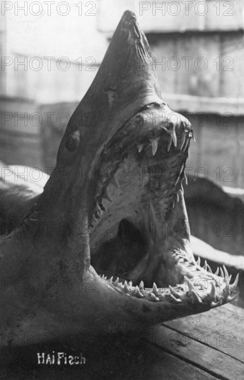Mako shark (Isurus), exact species cannot be identified, dramatically laid out with open mouth, ca. 1920, location unknown