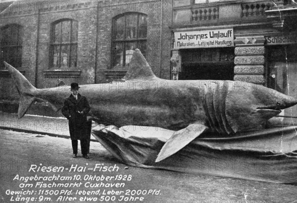 Basking shark (Cetorhinus maximus), landed on 10 October 1928, 5750 kg of which the liver weighed one tonne, size 9 metres. Cuxhaven fish market, Germany