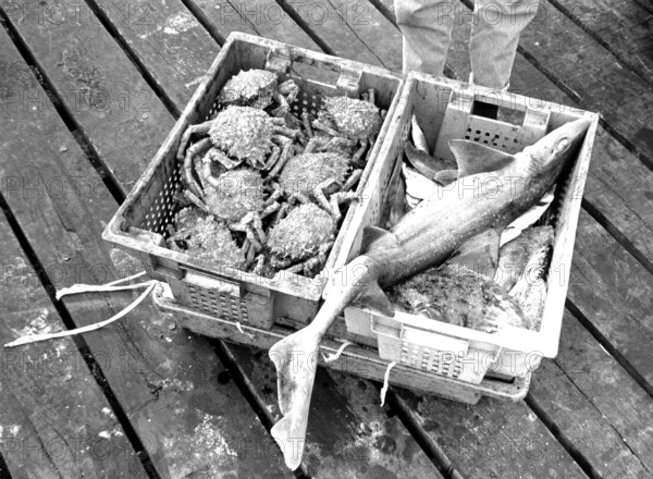 Landing of a fisherman, small shark probably a catshark, crabs, plaice, harbour, Brittany, France, 1980s