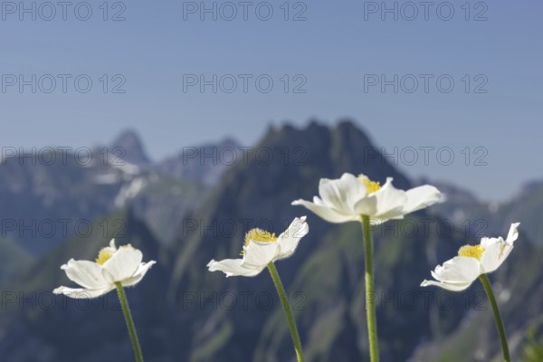 Mountain panorama with white alpine anemones (Pulsatilla alpina ssp. alpina) from Laufbacher-Eckweg to Höfats, 2259m, Allgäu Alps, Allgäu, Bavaria, Germany