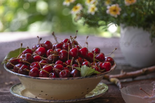 Fresh sweet cherries (Prunus avium) in a bowl, Bavaria, Germany