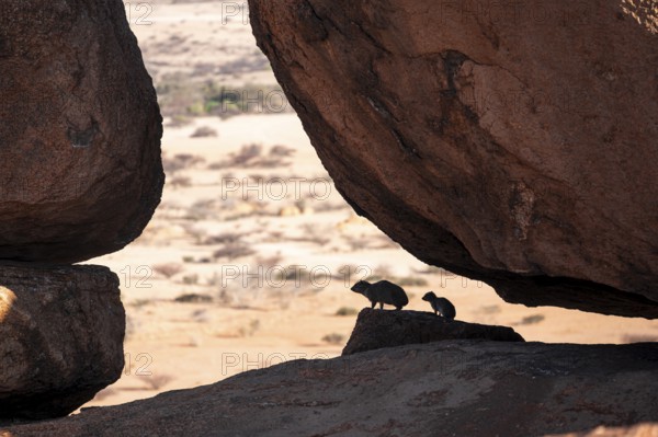 Klippschliefer (Procavia capensis) under a rock, rock formation, Pontok Mountains, Grosse Spitzkoppe, Spitzkoppe, Grosse Spitzkoppe Nature Reserve, Namibia