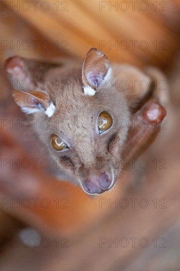Funny bat, looks angry, conspiratorial, Kruger National Park, South Africa